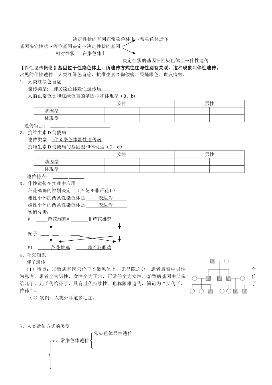 2024年伴性遗传 知识点  同步练习_第1页