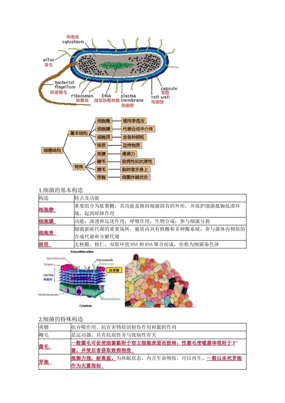 2024年微生物学重点知识点归纳总结_第3页