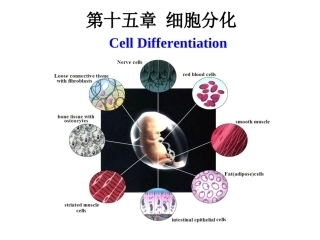 组蛋白的乙酰化PPT培训课件
