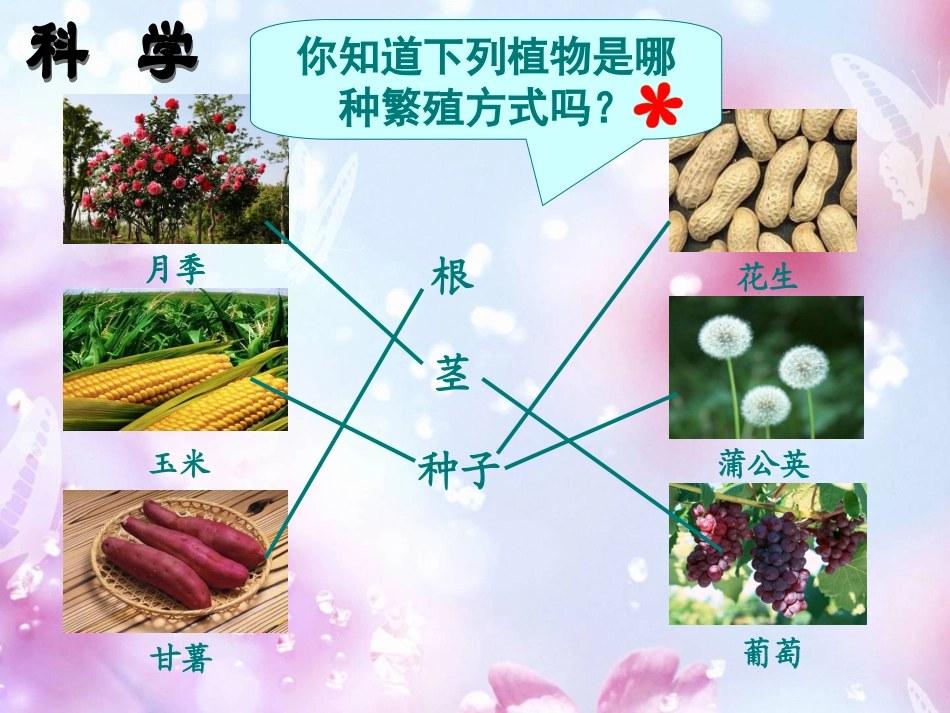 种植我们的植物PPT培训课件_第1页