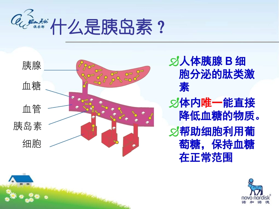 正确认识胰岛素PPT培训课件_第3页