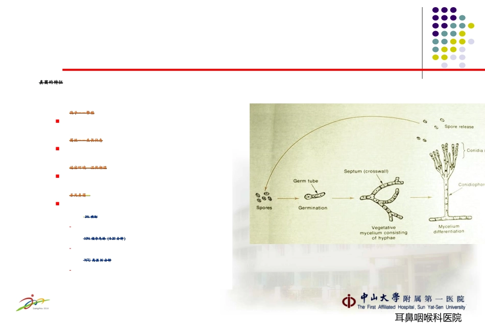 真菌性鼻窦炎PPT培训课件_第2页