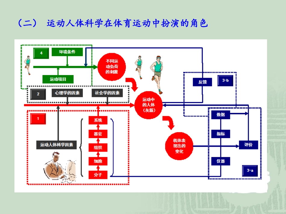 运动人体科学PPT培训课件_第3页