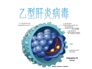 乙型肝炎病毒PPT培训课件