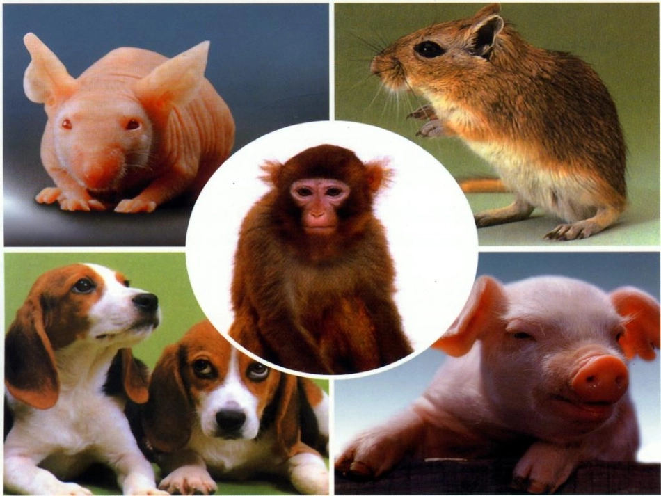 医学实验动物学PPT培训课件_第2页