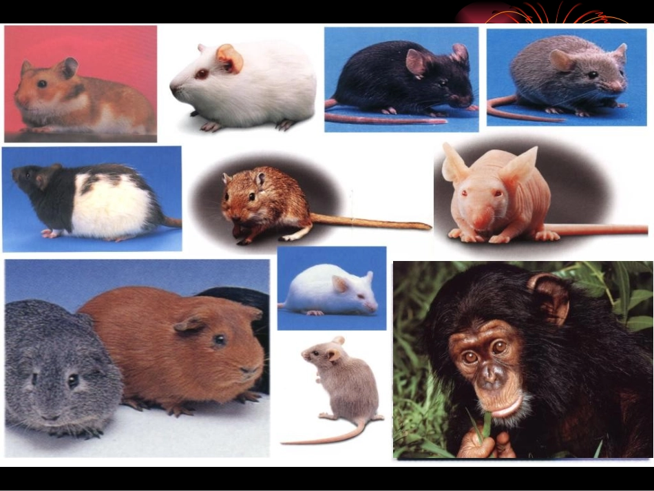 医学实验动物学PPT培训课件_第3页