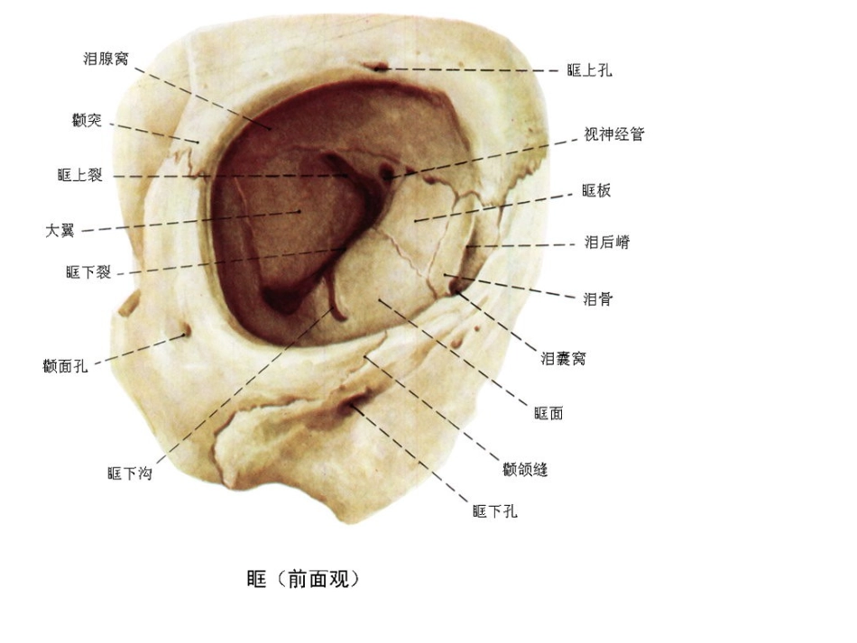 眼眶解剖与病变PPT培训课件_第3页