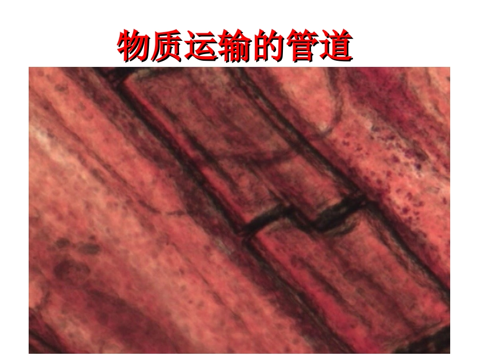 血流的管道血管PPT培训课件_第2页