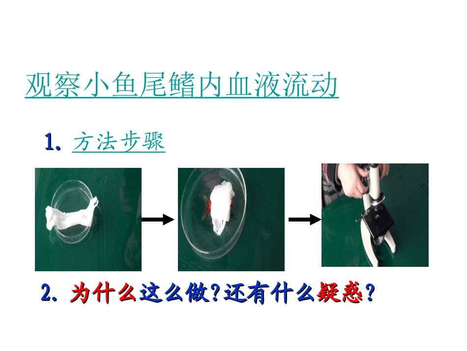 血流的管道血管PPT培训课件_第3页