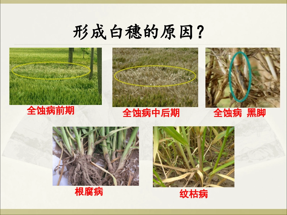 小麦主要病虫害PPT培训课件_第3页