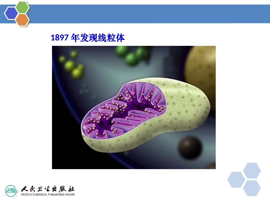 线粒体遗传病PPT培训课件_第3页