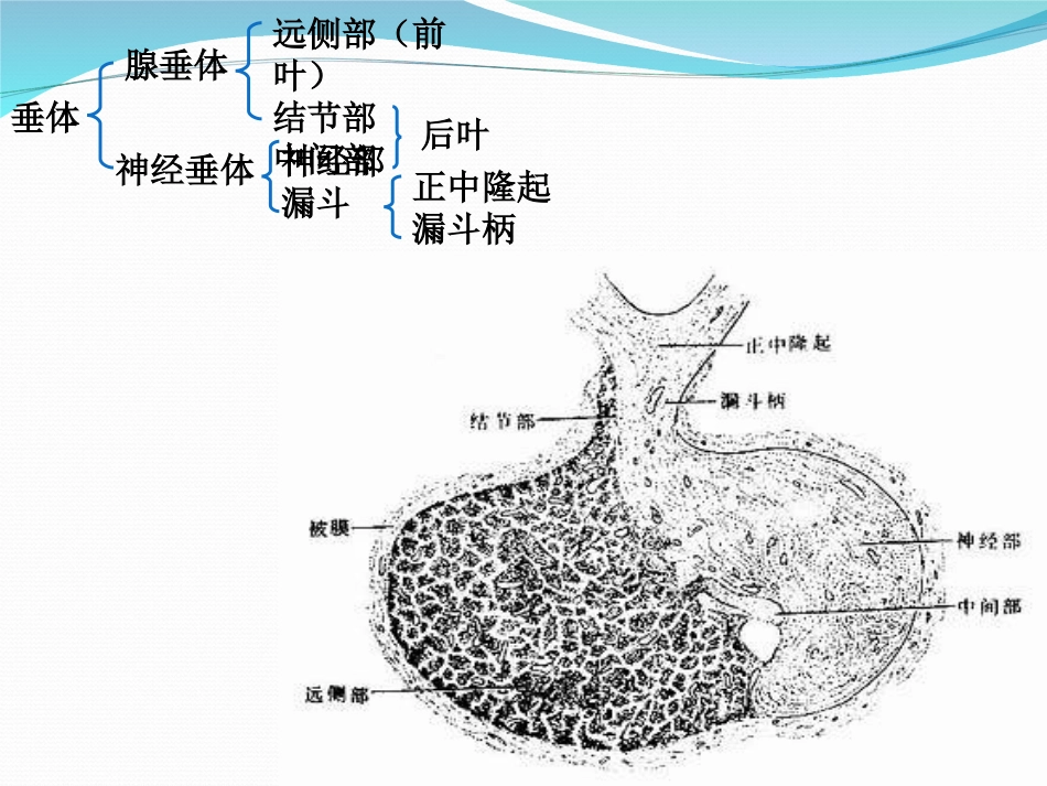 下丘脑与垂体PPT培训课件_第2页