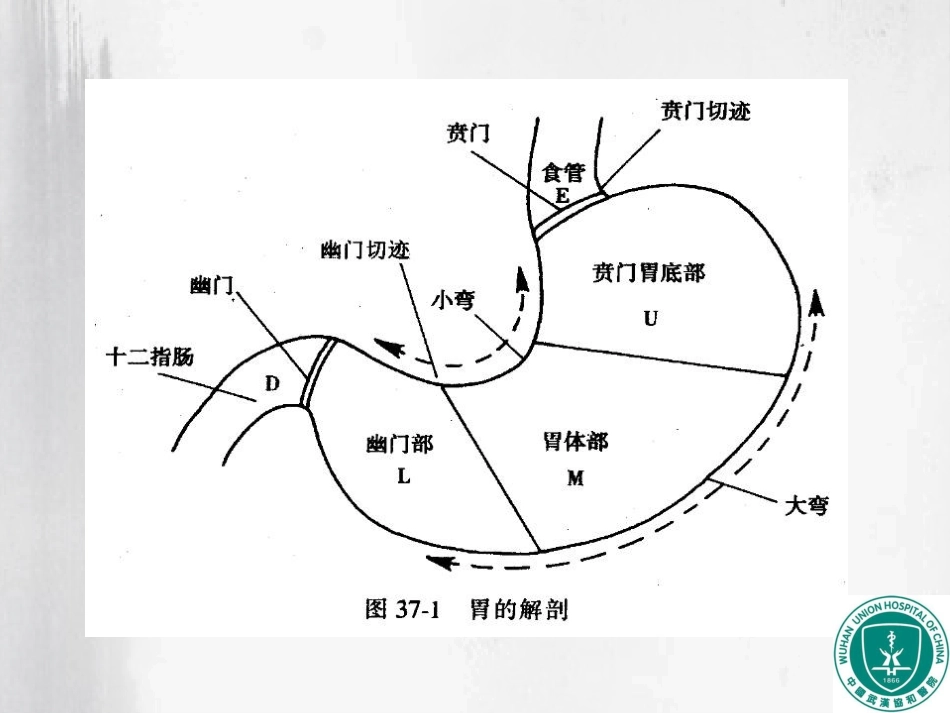 胃肿瘤影像诊断PPT培训课件_第2页