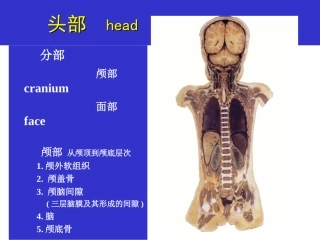 头部解剖图谱PPT培训课件