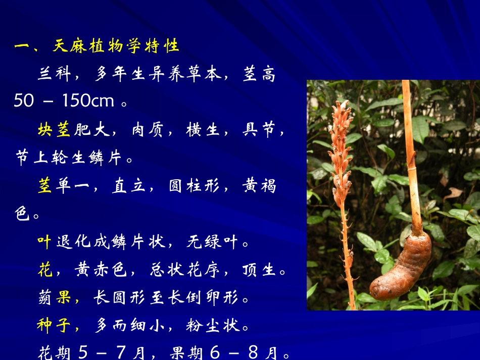 天麻栽培详解PPT培训课件_第3页