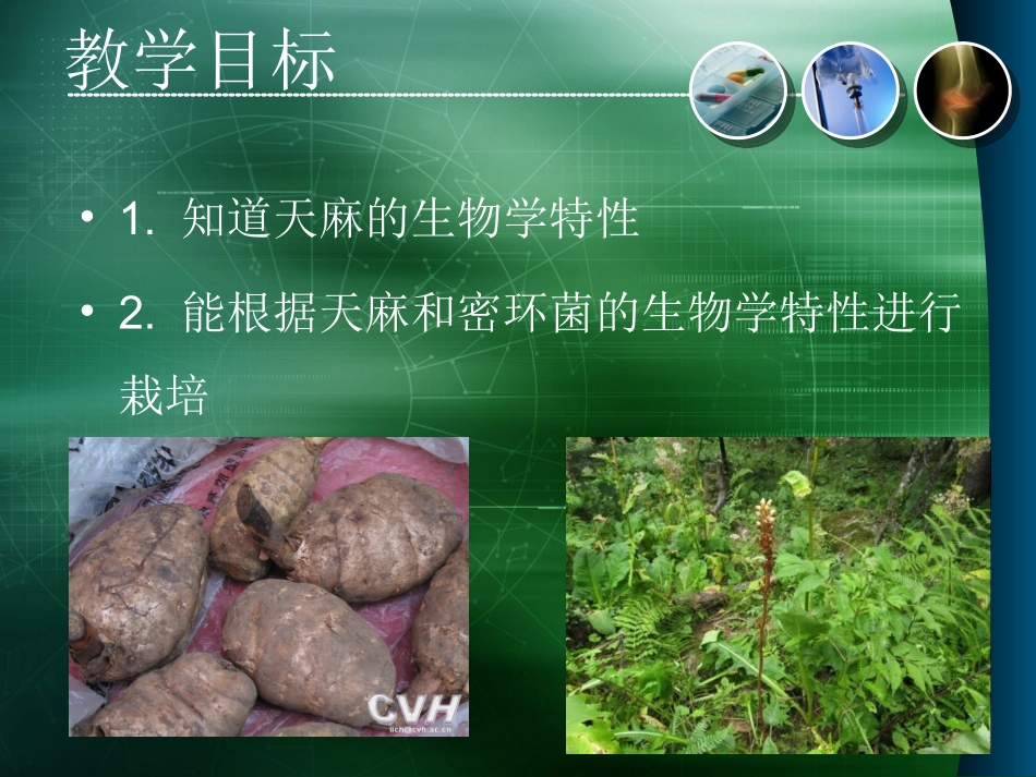 天麻栽培技术PPT培训课件_第2页