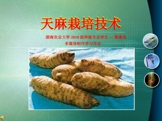 天麻栽培技术PPT培训课件