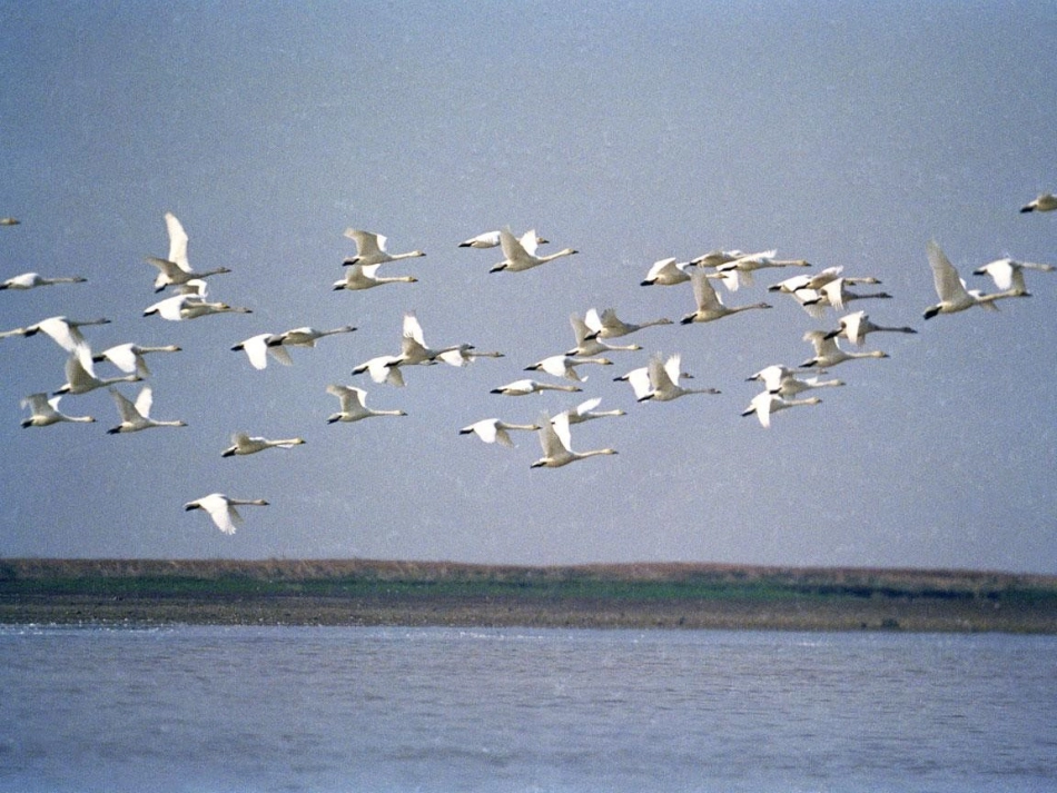 糖尿病与脂肪肝PPT培训课件_第3页