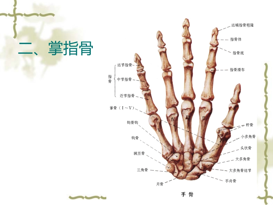 手部相关解剖PPT培训课件_第2页