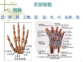 手部相关解剖PPT培训课件