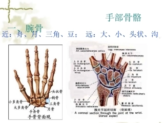手部解剖及肌肉PPT培训课件