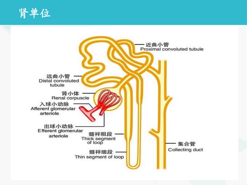 肾衰的诊断思路PPT培训课件_第3页