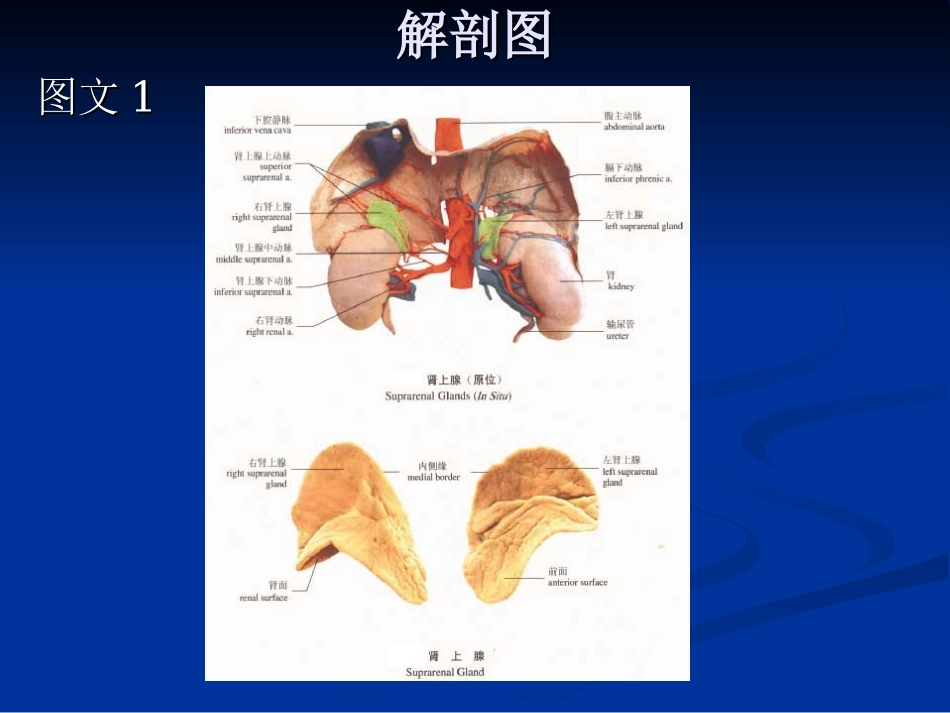肾上腺解剖大全PPT培训课件_第3页
