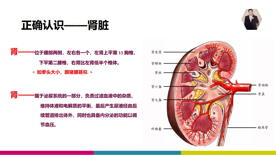 肾部养护知识PPT培训课件_第3页