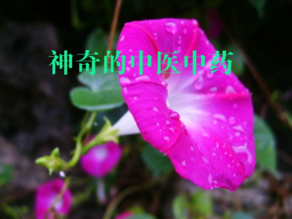 神奇的中草药PPT培训课件_第1页