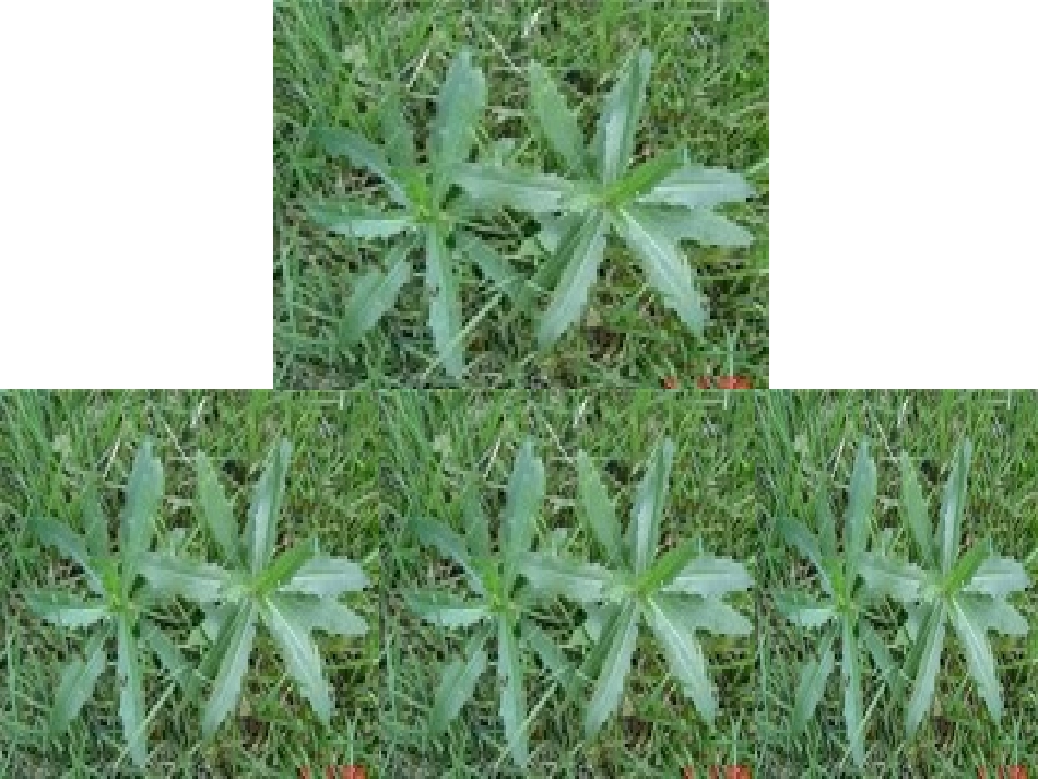 神奇的中草药PPT培训课件_第2页