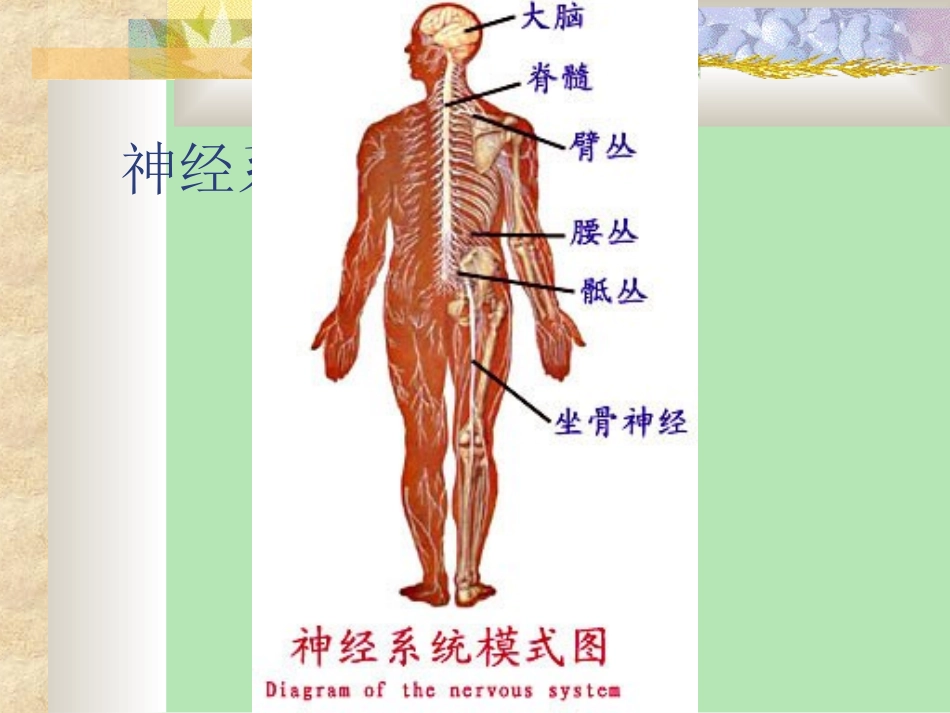 神经系统解剖学PPT培训课件_第2页