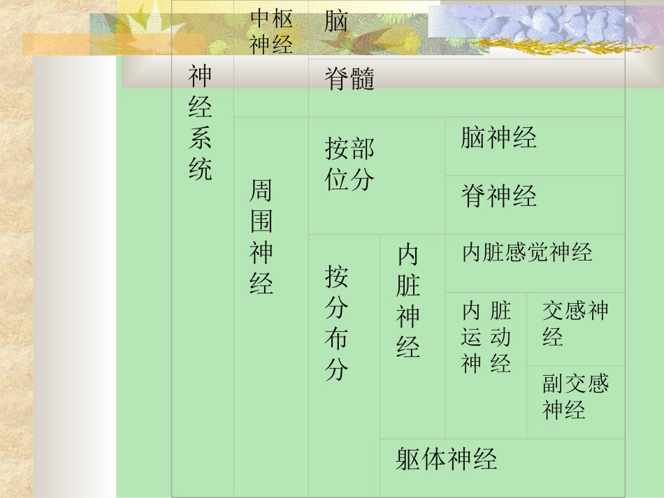 神经系统解剖学PPT培训课件_第3页