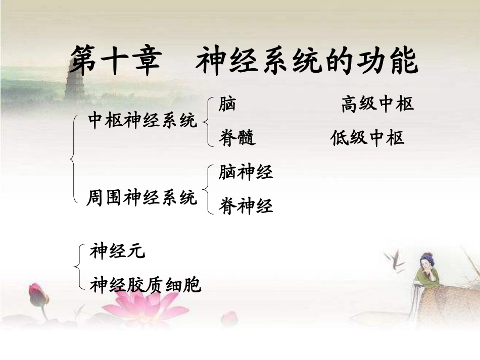 神经系统的功能PPT培训课件_第1页