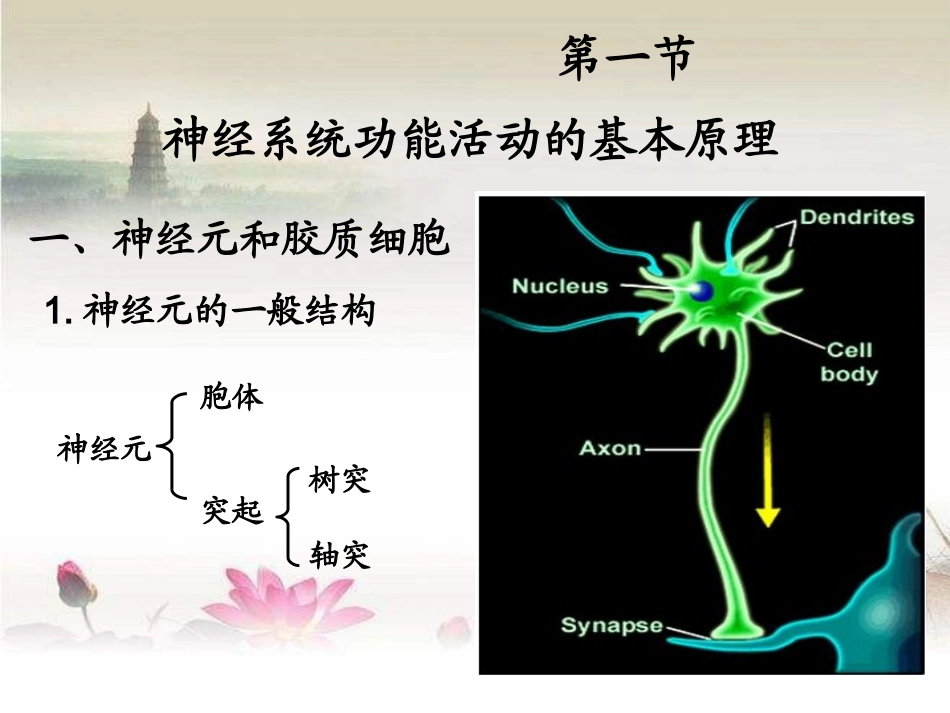 神经系统的功能PPT培训课件_第2页