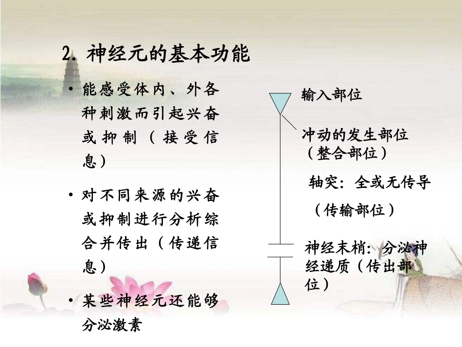 神经系统的功能PPT培训课件_第3页