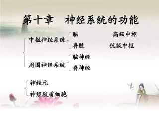 神经系统的功能PPT培训课件