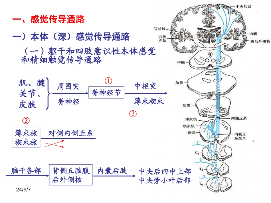 神经传导通路PPT培训课件_第3页