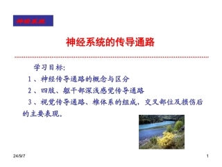 神经传导通路PPT培训课件