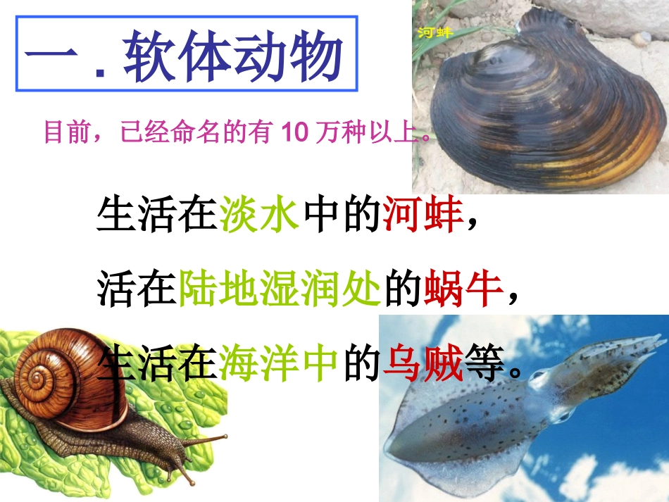 软体动物解剖PPT培训课件_第2页