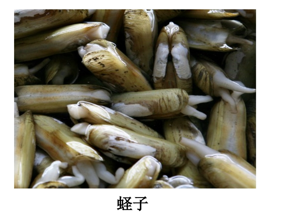 软体动物解剖PPT培训课件_第3页