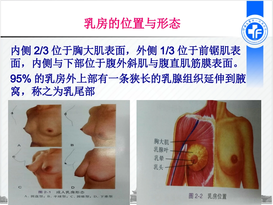 乳房及腋窝解剖PPT培训课件_第3页