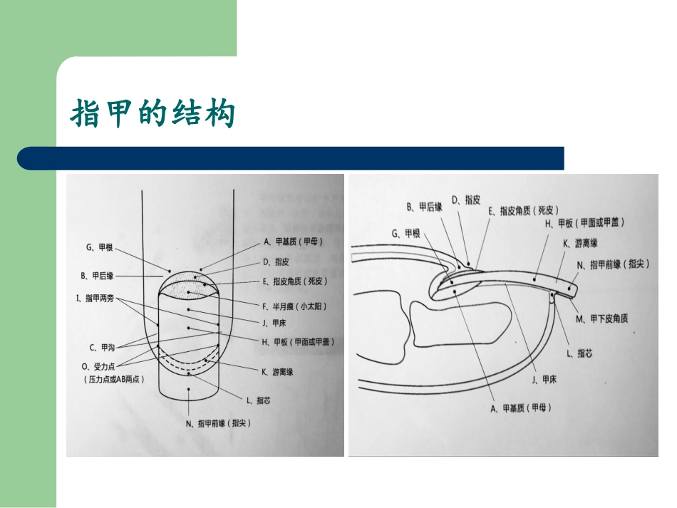 日式美甲护理PPT培训课件_第3页