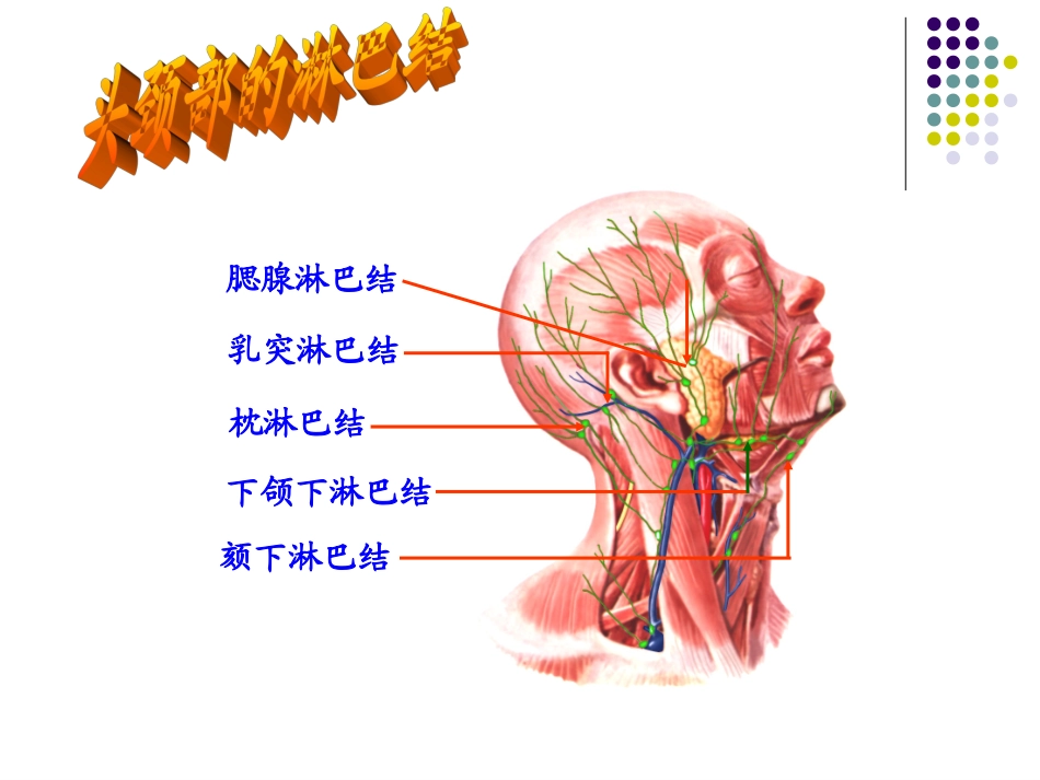 人体解剖学视器PPT培训课件_第3页