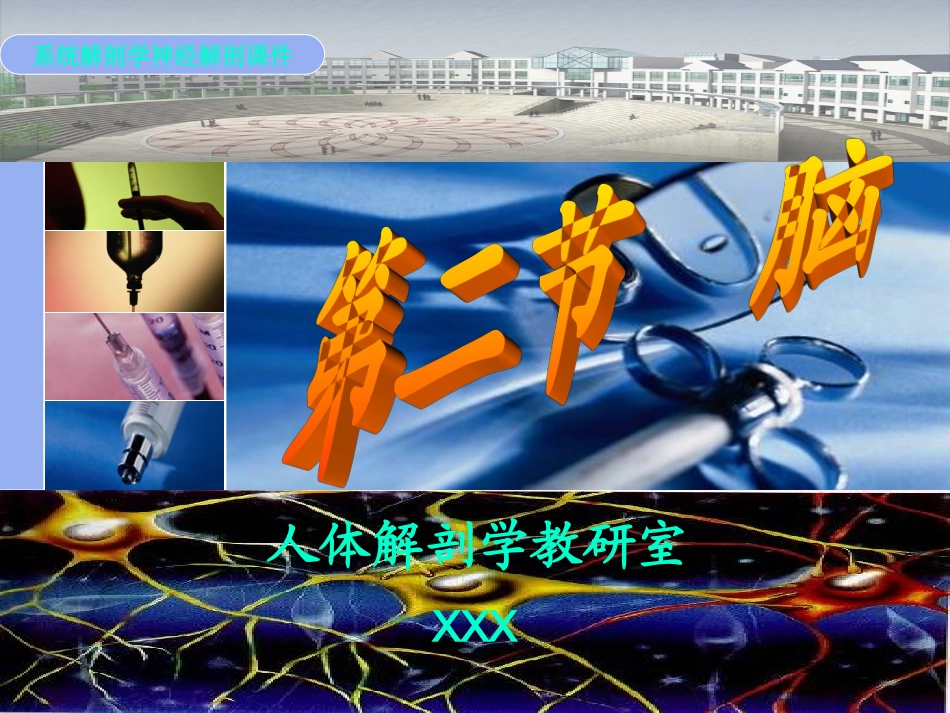 人体解剖学脑干PPT培训课件_第1页