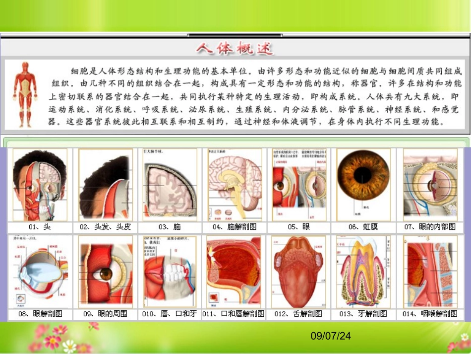 人体结构解剖图PPT培训课件_第1页