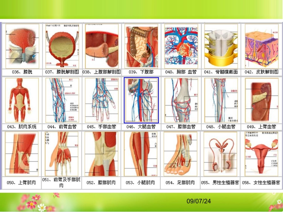 人体结构解剖图PPT培训课件_第3页
