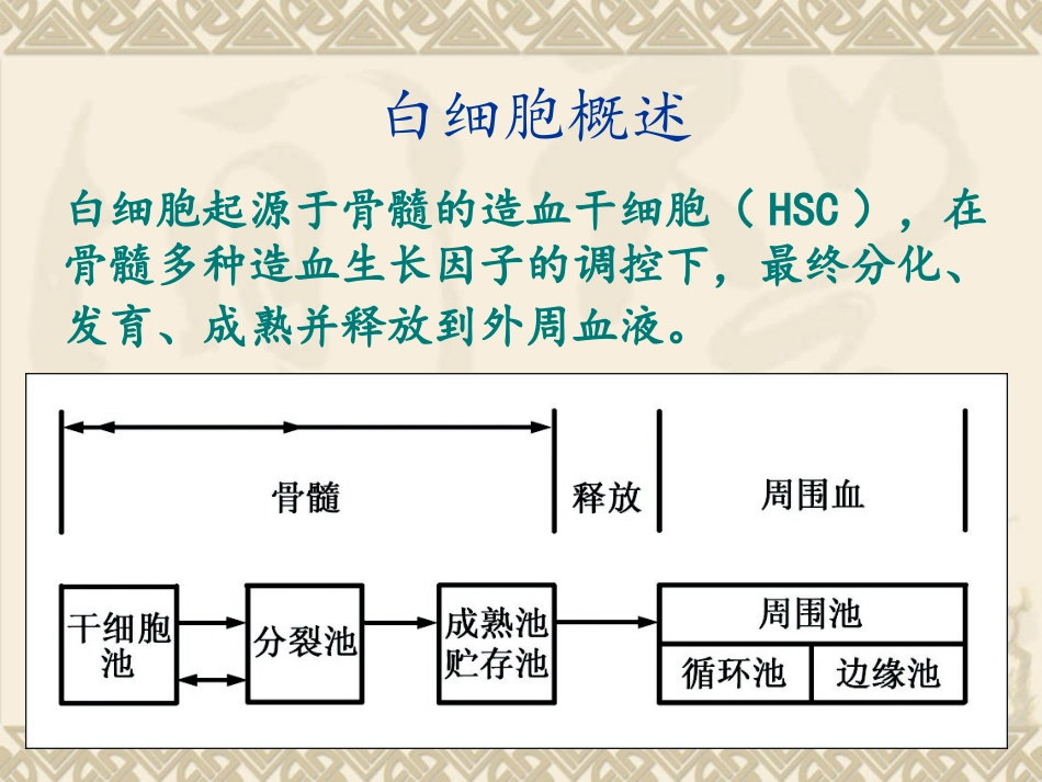 人体白细胞检查PPT培训课件_第3页