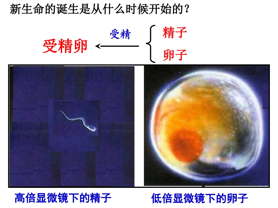 人的生殖与发育PPT培训课件_第3页