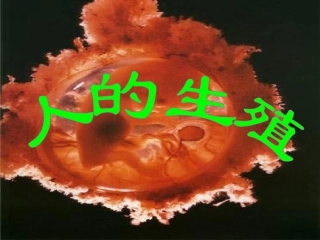 人的生殖和发育PPT培训课件