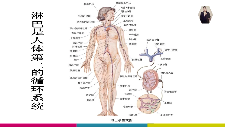 全身淋巴排毒PPT培训课件_第3页